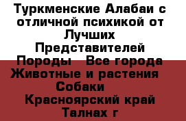 Туркменские Алабаи с отличной психикой от Лучших Представителей Породы - Все города Животные и растения » Собаки   . Красноярский край,Талнах г.